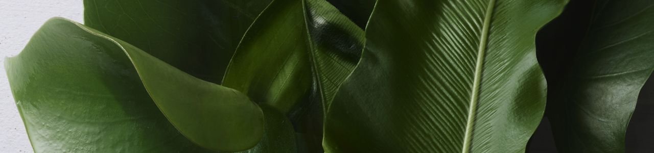 永續奢華