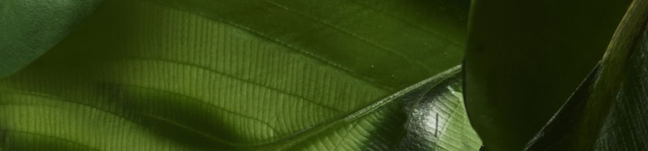 嚴選最優質成分